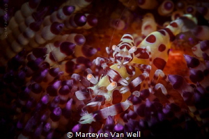 Two Coleman shrimps in a fire urchin by Marteyne Van Well 
